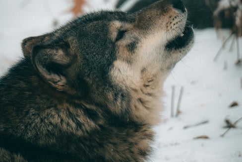 Declassato lo status di protezione del lupo. Walcher: Opportunità per ridurre gli oneri per gli agricoltori e la gestione dei pascoli di montagna”. (Foto: Pexels)