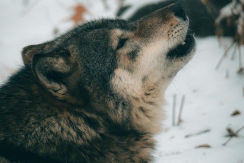 Die Senkung des Schutzstatus für den Wolf sei ein wichtigster Schritt in die richtige Richtung, sagt Landwirtschaftslandesrat Luis Walcher. (Foto: Pexels – dieses Foto darf nur zur Veröffentlichung dieser Mitteilung verwendet werden)