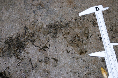 L'Ufficio Gestione fauna selvatica, in collaborazione con l'Unione Pesca, è sulle tracce della lontra (Foto: Ufficio gestione fauna selvatica)