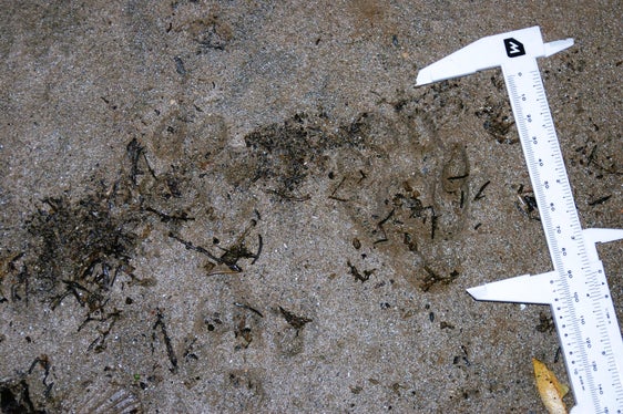 Fischotter sind scheue nachtaktive Tiere, daher ist ein direkter Nachweis oft schwierig. Indizien wie Losung (Kot), Trittsiegel (Fußabdrücke) und Sichtbeobachtungen mit Foto- oder Videobeweis gelten als sichere Nachweise. (Foto: LPA/Landesamt für Wildtiermanagement)