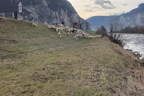 Un progetto pilota complementare per la manutenzione degli argini: da quest'anno, per la prima volta, un gregge di pecore pascola lungo gli argini dell'Adige tra Salorno e Vadena. (Foto: ASP/Ufficio Sistemazione bacini montani Sud)