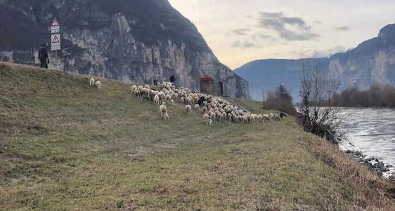 Ergänzendes Pilotprojekt zur Uferpflege der Wildbachverbauung: Erstmals ist heuer an den Böschungen der Etsch zwischen Salurn und Pfatten eine Schafherde unterwegs. (Foto: LPA/Landesamt für Wildbach- und Lawinenverbauung Süd)