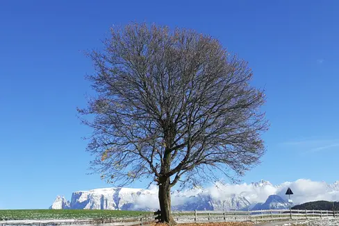Il mese di novembre è iniziato con forti nevicate. La foto è stata scattata il 6 novembre a Bolzano (Foto: ASP/Maja Clara)