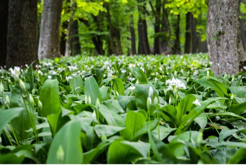 La raccolta dell'aglio orsino nelle riserve naturali è vietata senza eccezioni. In molte aree, ha già causato danni considerevoli alla flora e alla fauna locali. (Foto: Ufficio Natura/Canva)