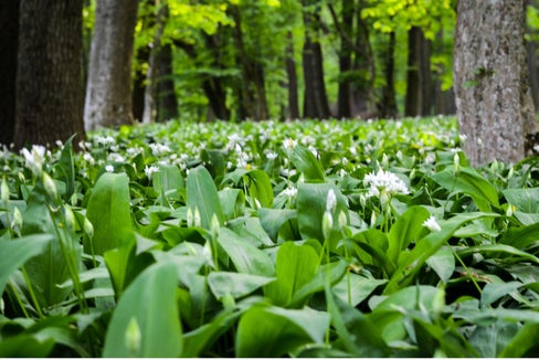 In Naturschutzgebieten ist das Sammeln von Bärlauch ausnahmslos verboten: Das viele Pflücken des beliebten Wildgemüses an den wenigen Standorten mit Bärlauchbeständen kann zu großen Schäden führen. (Foto: Landesamt für Natur/Canva)