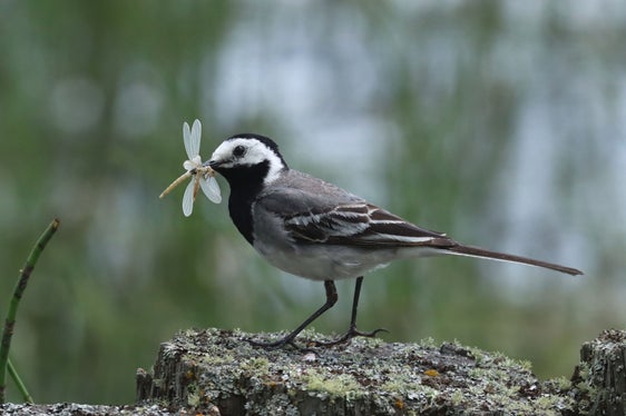 Die Fotoausstellung im Besucherzentrum avimundus in Schlanders und in der Mittelpunktbibliothek Schlandersburg zeigt über 50 ausdrucksstarke Vogelportraits. (Foto: Christian Kofler)