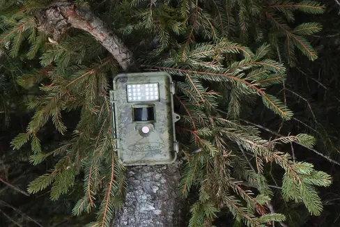 Nei boschi altoatesini sono attualmente in fase di installazione circa 200 nuove fototrappole con l'obiettivo di ottenere un quadro preciso della diffusione e dello sviluppo delle specie selvatiche e creare così una base solida per la gestione a lungo termine della fauna selvatica. (Foto: USP/Ufficio Gestione fauna selvatica, caccia e pesca)