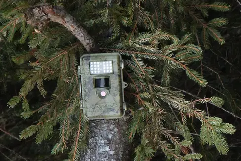 Nei boschi altoatesini sono attualmente in fase di installazione circa 200 nuove fototrappole con l'obiettivo di ottenere un quadro preciso della diffusione e dello sviluppo delle specie selvatiche e creare così una base solida per la gestione a lungo termine della fauna selvatica. (Foto: USP/Ufficio Gestione fauna selvatica, caccia e pesca)
