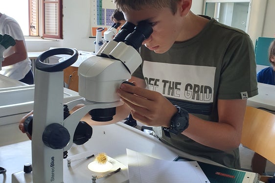 Fabian beim Arbeiten am Stereomikroskop (Foto: Katja Grai)