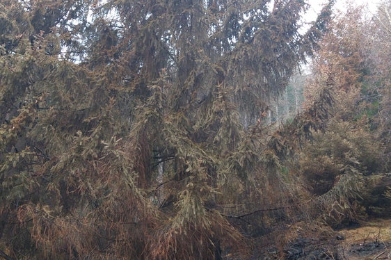 Als Etappenziele nach den Waldbrandschäden am Marlinger Berg hat die Landesabteilung Forstwirtschaft die Erhaltung beziehungsweise Wiederherstellung der Schutzfunktion gegen Steinschlag und die Minimierung des Borkenkäfer-Risikos festgelegt. (Foto: LPA/Landesamt für Forstplanung)