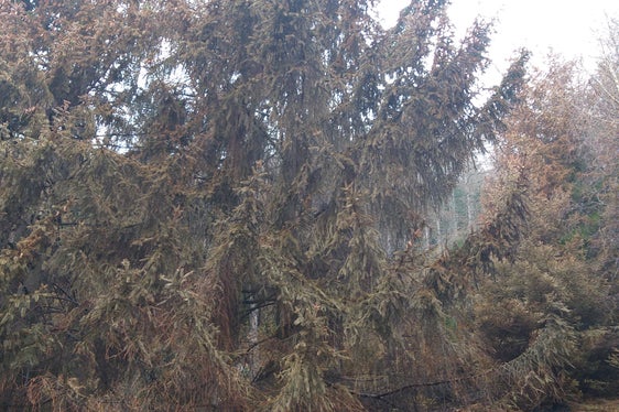 Dopo i danni causati dall'incendio boschivo, il Dipartimento Foreste della Provincia provinciale ha fissato gli obiettivi intermedi e principali che puntano a ripristinare la funzione protettiva dell'intera area boschiva. (Foto: ASP/Ufficio Pianificazione forestale)