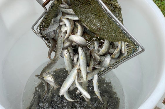 Jungfische der Marmorierten Forelle im Aquatischen Artenschutzzentrum. (Foto: LPA/Aquatisches Artenschutzzentrum)