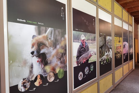 La mostra speciale “Mangiare ed essere mangiati, allestita presso il Centro visite del Parco naturale Gruppo di Tessa a Naturno, spiega la catena alimentare animale locale. (Foto: ASP/Ufficio natura)