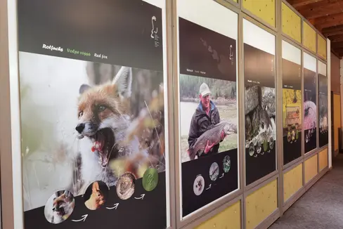Wildtiere und Pflanzen hängen voneinander ab und bilden eine Nahrungskette: Die Sonderausstellung Fressen und gefressen werden zeigt anschaulich, wer wen frisst. (Foto: LPA/Amt für Natur)
