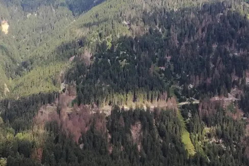 Un bosco colpito dal bostrico dell'abete rosso (Foto: ASP/Dipartimento agricoltura)