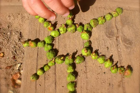 Parte dell'area dove è ubicato l'asilo nel bosco di Naturno sarà convertita in una zona per attrezzature pubbliche - istruzione - pedagogia del bosco e dell'ambiente. (Foto: Pixabay)
zona per le strutture pubbliche - insegnamento, educazione forestale e ambientale. (Foto: LPA/Pixabay)