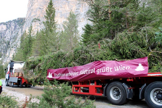 Zum 5. Mal wird in der Adventszeit heuer ein Christbaum aus Südtirol am Wiener Rathausplatz stehen. (Foto: LPA/Forstbetrieb Agentur Landesdomäne)