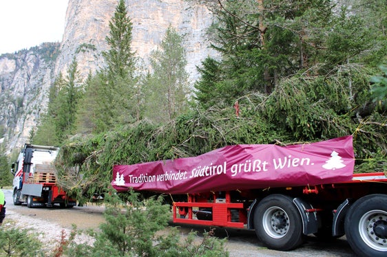 Per la quinta volta, un albero di Natale altoatesino sarà presente nella Rathausplatz di Vienna durante l'Avvento. (Foto: ASP/Azienda forestale dell' Agenzia Demanio provinciale)