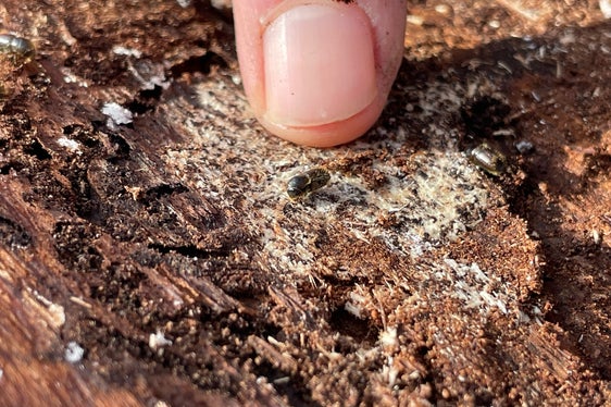 Non supera i 5 millimetri di grandezza, ma è attualmente il nemico numero uno dei boschi altoatesini: Il bostrico. (Foto: ASP/GNews)