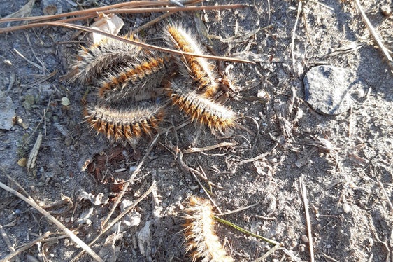 Bevor sie sich verpuppen und dann im August als grau-braune Falter auftreten, durchlaufen Prozessionsspinner 5 Larvenstadien. Die meisten kennen die Raupen, die in Kolonnen über Wege und Straßen krabbeln. Hält man gebührend Abstand von ihnen, sind sie nicht gefährlich. (Foto: LPA/Abteilung Forstdienst)