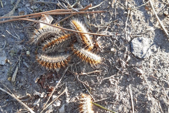 Bevor sie sich verpuppen und dann im August als grau-braune Falter auftreten, durchlaufen Prozessionsspinner 5 Larvenstadien. Die meisten kennen die Raupen, die in Kolonnen über Wege und Straßen krabbeln. Hält man gebührend Abstand von ihnen, sind sie nicht gefährlich. (Foto: LPA/Abteilung Forstdienst)