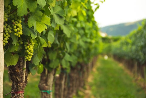 L'agricoltura altoatesina presenta domani il Piano d’azione insieme a una serie di misure per l’attuazione del documento strategico “Agricoltura 2030” (Foto: Alex Gorbi/Unsplash)