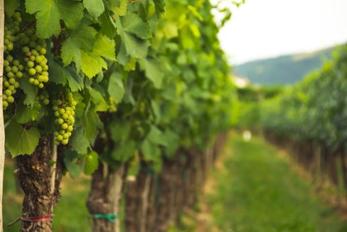 Die Südtiroler Landwirtschaft stellt am Mittwoch ihren Aktionsplan und das strategische Dokument Landwirtschaft 2030 vor. (Foto: Unsplash/Alex Gorbi)