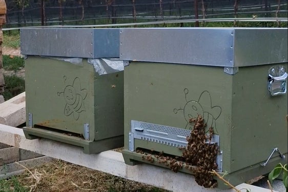 Weil die Bienenstöcke an dieser Stelle schon vor dem Baubeginn für die Umfahrung gestanden haben, lassen sich die Honigproben vor Baubeginn und danach vergleichen. Man kann so im Labor feststellen, ob es mikroklimatische Veränderungen gibt. (Foto: LPA/Angelika Schrott)