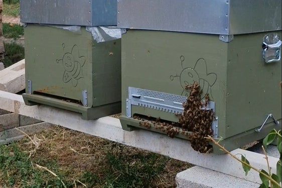 Poiché gli alveari erano già presenti in questo luogo prima dell'inizio della costruzione della circonvallazione, i campioni di miele possono essere confrontati prima e dopo l'inizio dei lavori. Questo permette al laboratorio di determinare se ci sono cambiamenti microclimatici. (Foto: USP/Angelika Schrott)