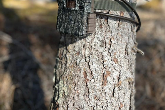 Le fototrappole vengono installate in luoghi strategici, come piste battute dalla selvaggina, sentieri escursionistici e strade forestali, e si attivano automaticamente non appena un animale si muove nel loro raggio d'azione. (Foto: USP/Ufficio Gestione fauna selvatica, caccia e pesca)