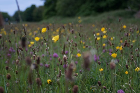 Südtirols Forschungseinrichtungen können bis zum 15. November Forschungsprojekte zur Biodiversität einreichen. (Foto: Unsplash)