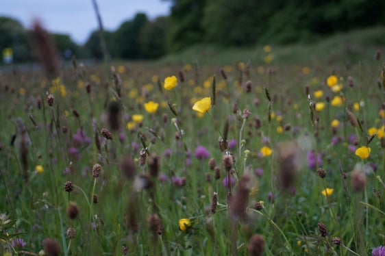 Südtirols Forschungseinrichtungen können bis zum 15. November Forschungsprojekte zur Biodiversität einreichen. (Foto: Unsplash)