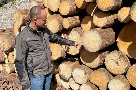 Sind Stämme vom Borkenkäfer befallen, entspricht das Fichtenholz nicht den Qualitätsstandards, die sich der Markt erwartet, erklärt Wald- und Sägewerksbesitzer Peter Prader. Es entsteht eine ringförmige Blaufärbung. (Foto: LPA/G.News)