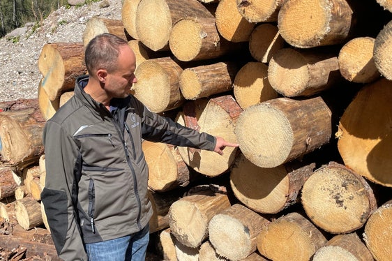 Sind Stämme vom Borkenkäfer befallen, entspricht das Fichtenholz nicht den Qualitätsstandards, die sich der Markt erwartet, erklärt Wald- und Sägewerksbesitzer Peter Prader. Es entsteht eine ringförmige Blaufärbung. (Foto: LPA/G.News)