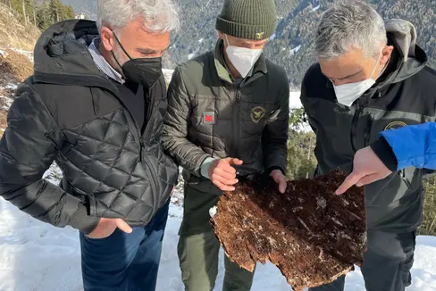 L'assessore Schuler (sx) osserva insieme agli esperti le conseguenze dell'azione del bostrico. (Foto: ASP/Gnews)