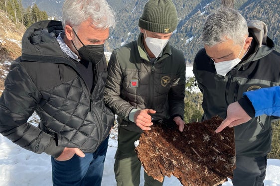 L'assessore Schuler (sx) osserva insieme agli esperti le conseguenze dell'azione del bostrico. (Foto: ASP/Gnews)