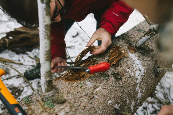 Il bostrico si annida sotto la corteccia degli abeti rossi. In tempi endemici, vivono lì come parte dell'ecosistema forestale. L'estate scorsa, tuttavia, è scoppiata una vera e propria pandemia con gravi danni per gli alberi (Foto: Lucas Leander Geiger)