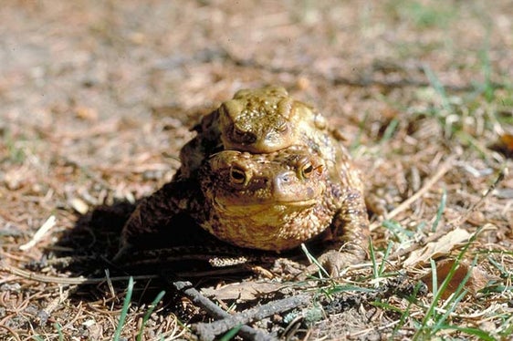Die Erdkröte (Bufo bufo) ist zum Ablaichen auf offene Wasserflächen angewiesen. Deren Erhaltung und Renaturierung ist für sie von großer Bedeutung. (Foto: LPA/Landesamt für Natur)
