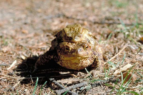 Tra gli anfibi che depongono le uova nello stagno Kreuzweger a San Genesio ogni anno in primavera vi sono molti esemplari di rospo comune (Bufo bufo), qui nella foto. (Foto: ASP/ufficio natura)
