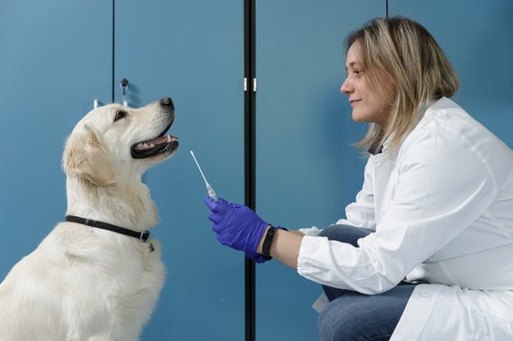La banca dati del DNA dei cani è in fase attuativa. L’iniziativa normativa richiesta dai Comuni ed approvata dal Consiglio provinciale viene progressivamente implementata nei suoi vari aspetti (Foto: ASP/Tiberio Sorvillo)