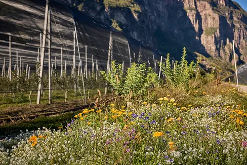 Die Forschung zum ökologischen Wandel in der Landwirtschaft will die EU-Partnerschaft Agroecology unterstützen, der auch das Land angehört. Im Bild Versuchsflächen des Versuchszentrums Laimburg. (Foto: LPA/Laimburg)