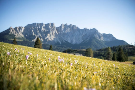 Quasi la metà del territorio altoatesino è ricoperta da terreno boschi. L'obiettivo è rendere tutti consapevoli che questo habitat deve essere preservato gestendo con cura le risorse (Foto: IDM/Alex Feltro)