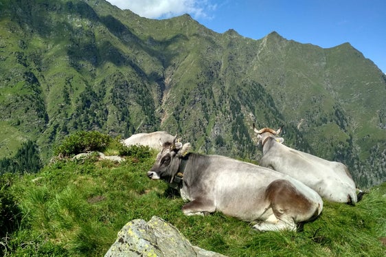Gli allevatori che si impegnano volontariamente per preservare le razze autocnone a rischio di estinzione ricevono un sostegno finanziario; nella foto: bovini grigi. (Foto: USP/Ripartizione Agricoltura/Ufficio Zootecnia)