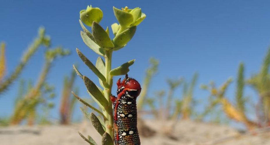Rups in een plant