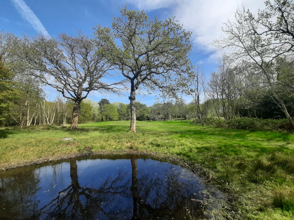 Bomen met een vennetje er voor