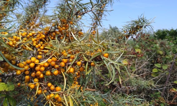Zeldzame planten in Oranjezon