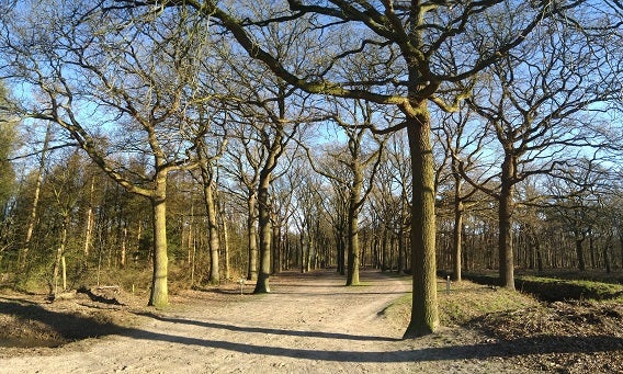 Waterwinbossen Zeeuws Vlaanderen