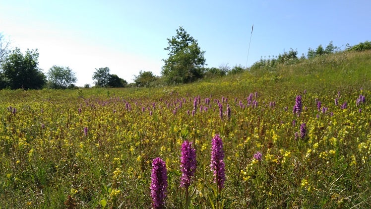 Verschillende zeldzame planten en dieren in Middel- en Oostduinen.