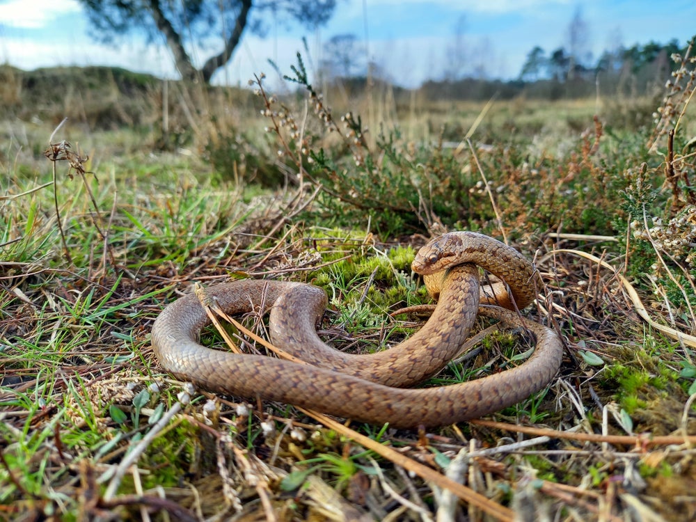Een gladde slang op het gras.