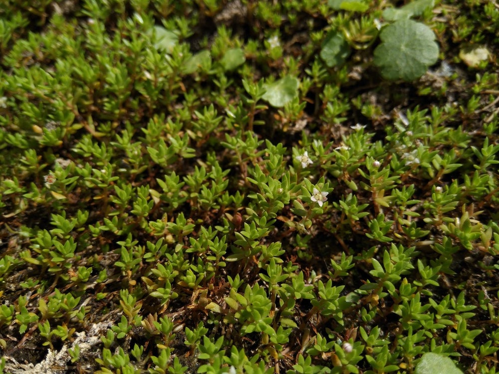 Watercrassula